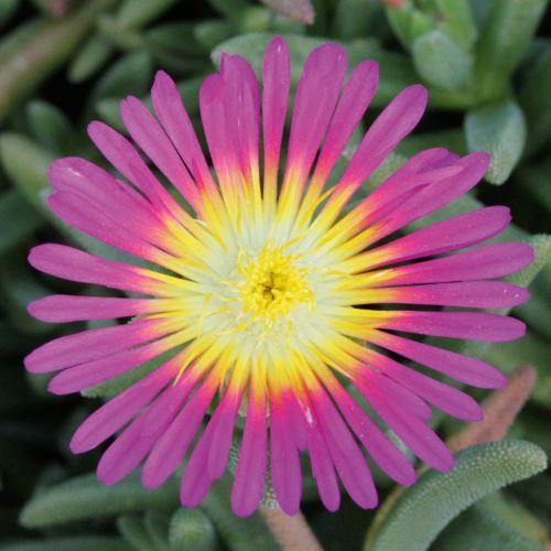 DELOSPERMA Suntropics ® Purple - Pépinière La Forêt