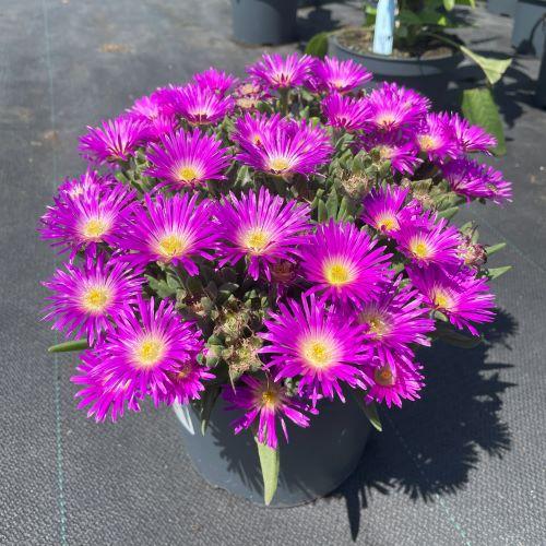 DELOSPERMA cooperi  Splendid ® - Pépinière La Forêt