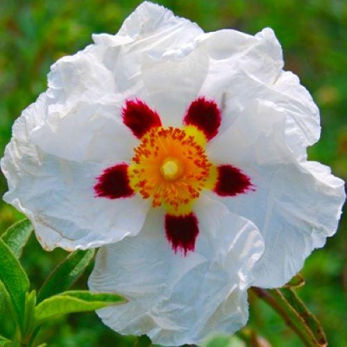 CISTUS x purpureus Alan Fradd - Pépinière La Forêt