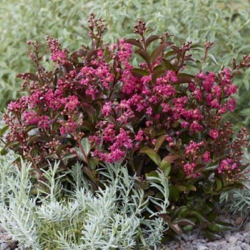 LAGERSTROEMIA indica Berry Dazzle ® - Pépinière La Forêt