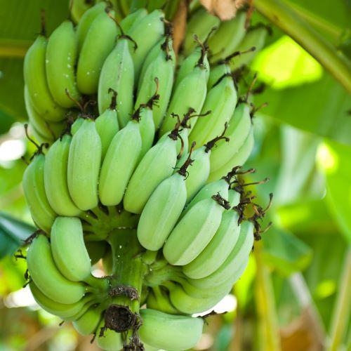 MUSA x Speciosa  - Pépinière La Forêt
