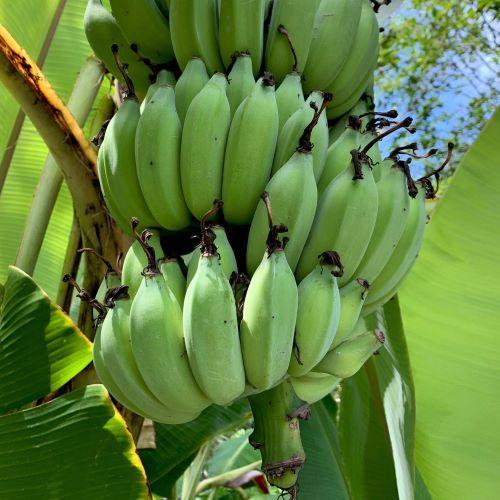 MUSA sikkimensis Helen's Hybride  - Pépinière La Forêt