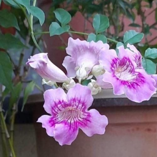 PODRAENA ricasoliana Bignone violet - Pépinière La Forêt