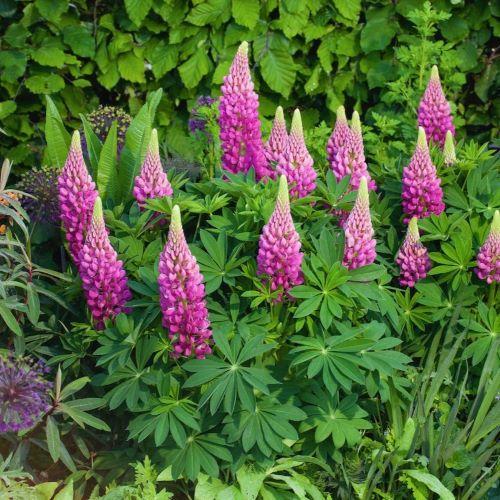 LUPINUS polyphyllus Cutie Lupinova ® - Pépinière La Forêt