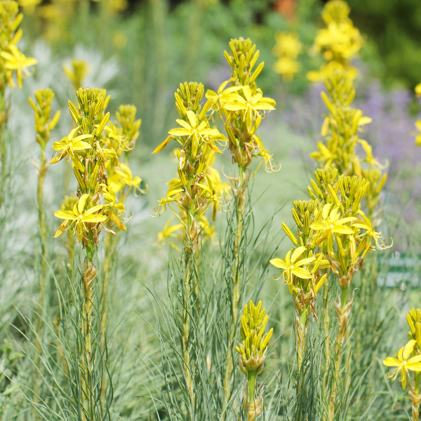ASPHODELINE lutea 2 / LAFORET - Pépinière La Forêt