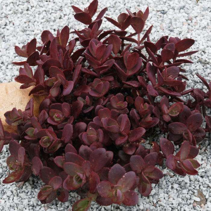 SEDUM cauticola SunsSparkler Cherry Tart ® - Pépinière La Forêt