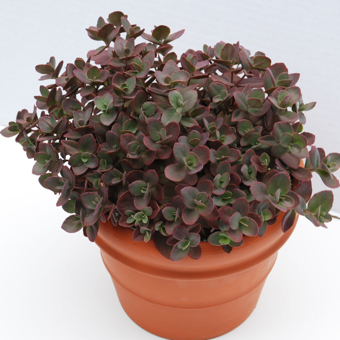 SEDUM cauticola SunsSparkler Cherry Tart ® - Pépinière La Forêt