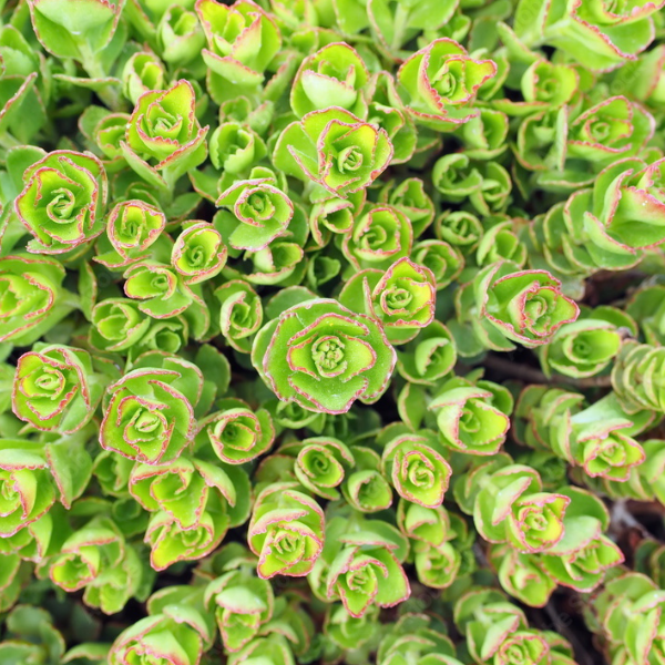 SEDUM tetractinum Coral Reef / LAFORET - Pépinière La Forêt