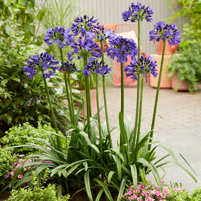 AGAPANTHUS Midnight Sky 2 / LAFORET - Pépinière La Forêt
