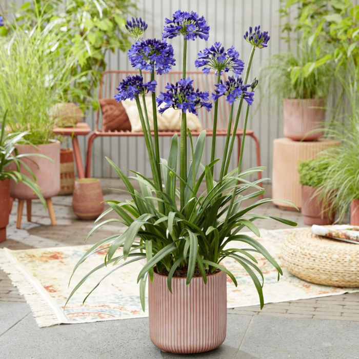 AGAPANTHUS Midnight Sky 3 / LAFORET - Pépinière La Forêt