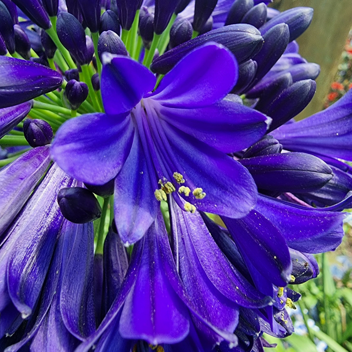 AGAPANTHUS Midnight Sky / LAFORET - Pépinière La Forêt