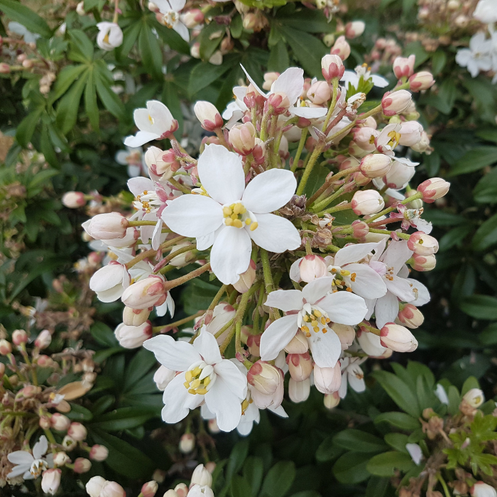 CHOISYA ternata Greenfingers fleurs / LAFORET - Pépinière La Forêt