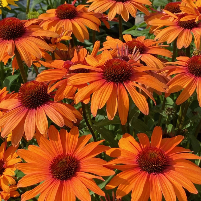 ECHINACEA SunSeekers Clementine ® 2 / LAFORET - Pépinière La Forêt
