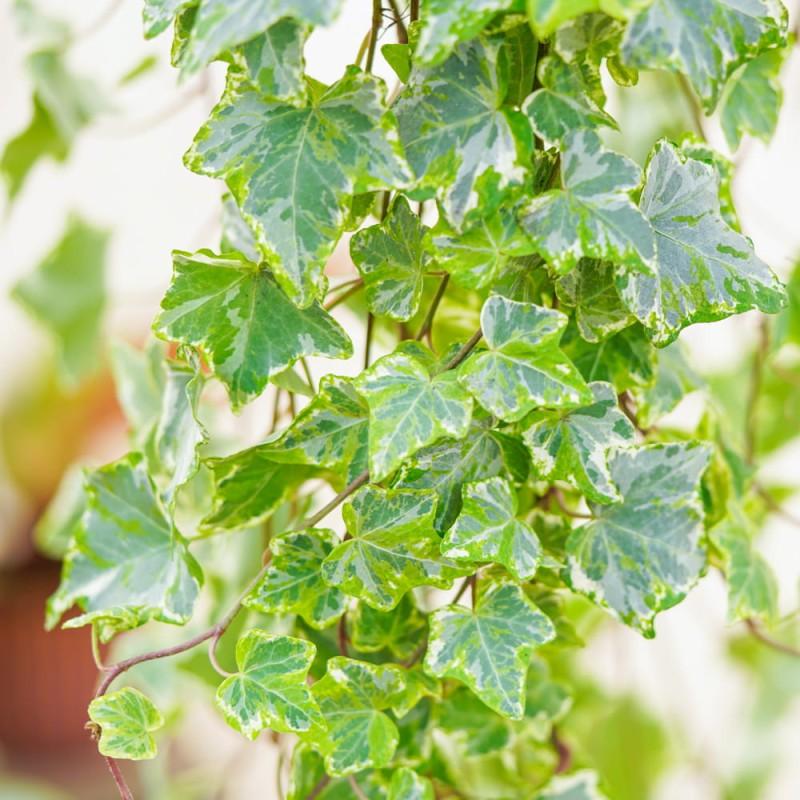 HEDERA helix Mint kolibrie / LAFORET - Pépinière La Forêt