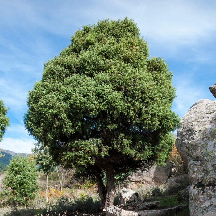 JUNIPERUS oxycedrus/ LAFORET - Pépinière La Forêt