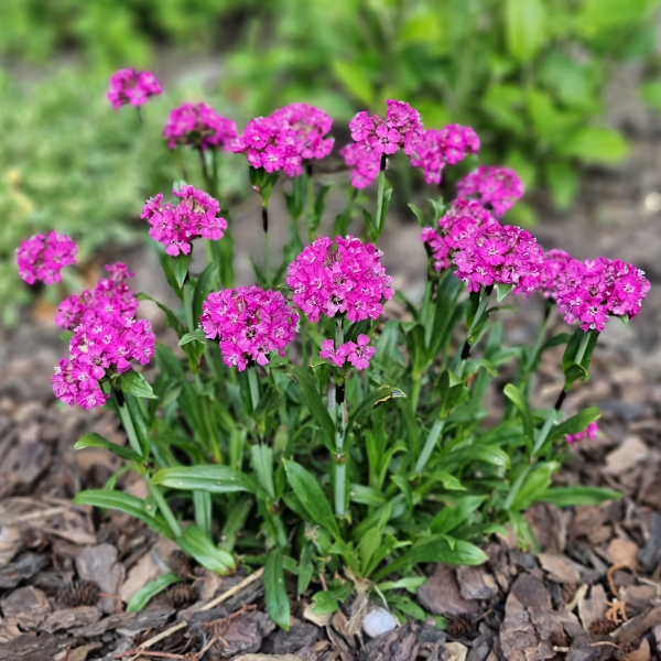 LYCHNIS viscaria Cherry Bubble ® 2 / LAFORET - Pépinière La Forêt