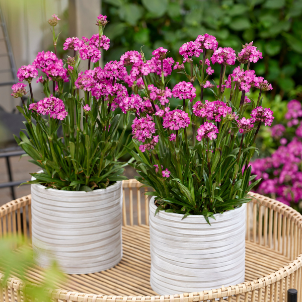 LYCHNIS viscaria Cherry Bubble ® / LAFORET - Pépinière La Forêt