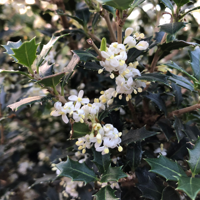 OSMANTHUS heterophyllus Perfume Party ® / LAFORET - Pépinière La Forêt