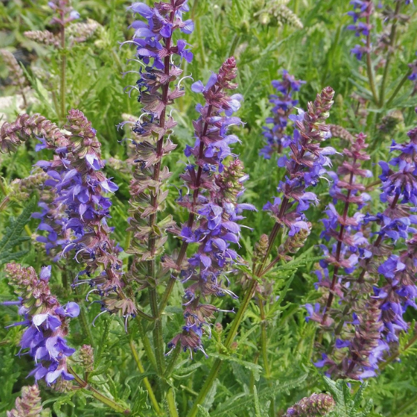 Salvia x Carina ®/ LAFORET - Pépinière La Forêt