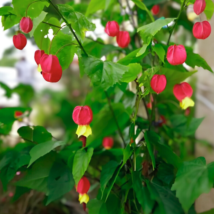ABUTILON megapotanicum Big Bell port / LAFORET - Pépinière La Forêt