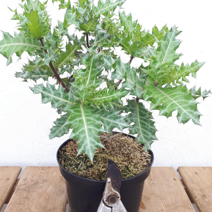 ACANTHUS sennii pot / LAFORET - Pépinière La Forêt