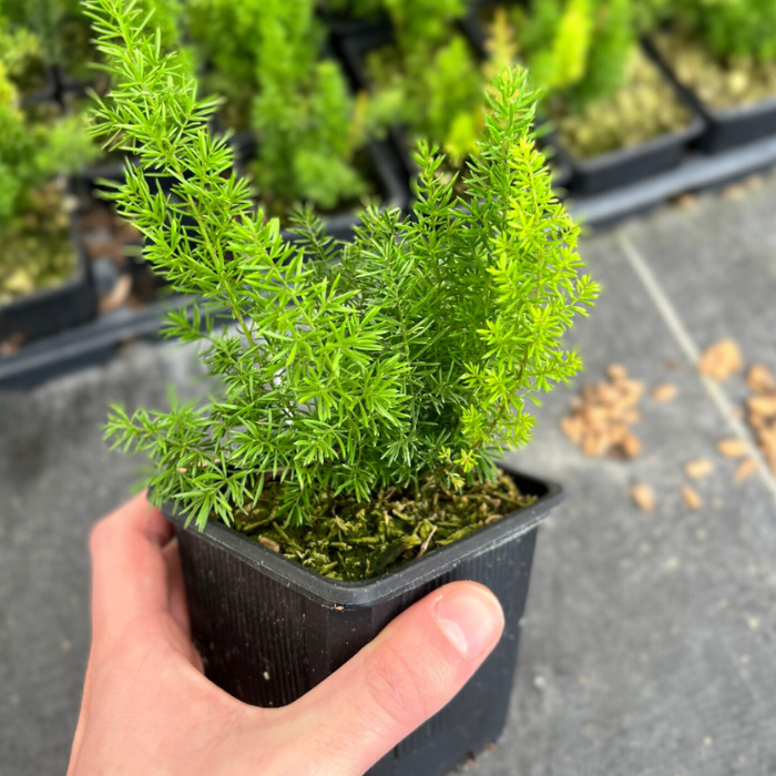 ASPARAGUS densiflorus Meyeri godet / LAFORET - Pépinière La Forêt