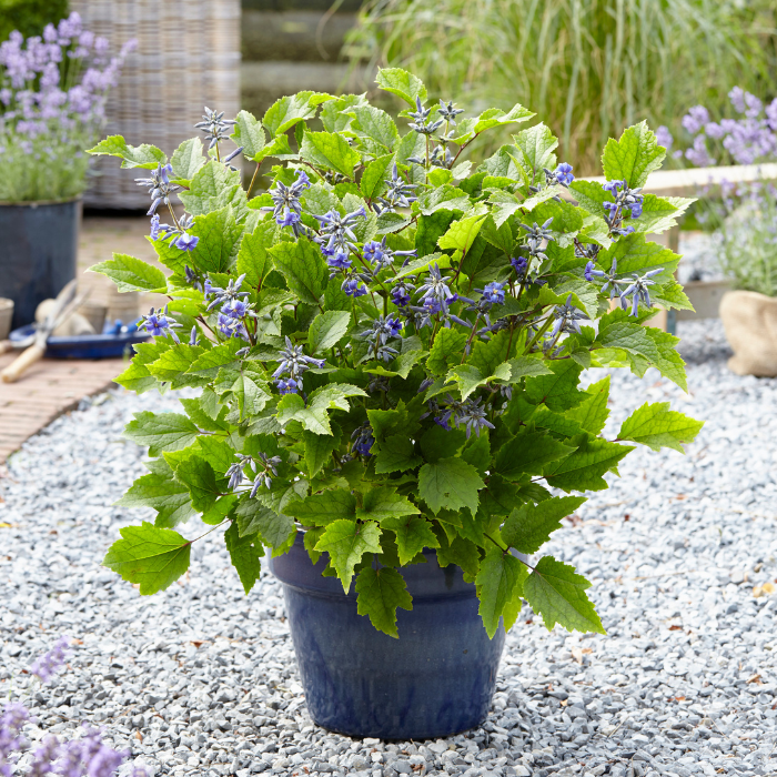 CLEMATIS New Love ® / LAFORET - Pépinière La Forêt