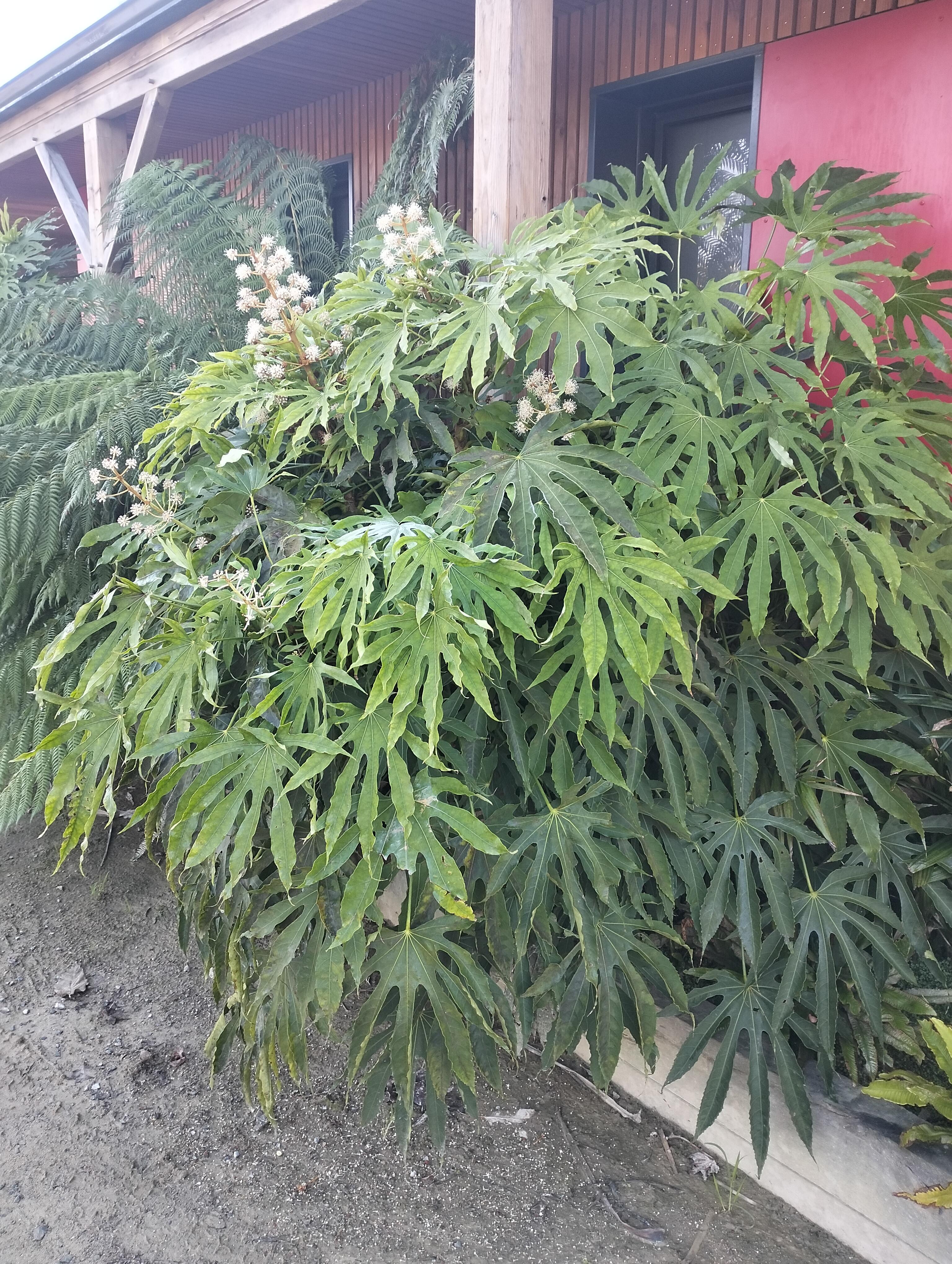 FATSIA polycarpa Green Fingers ARTICJUNGLE / LAFORET - Pépinière La Forêt