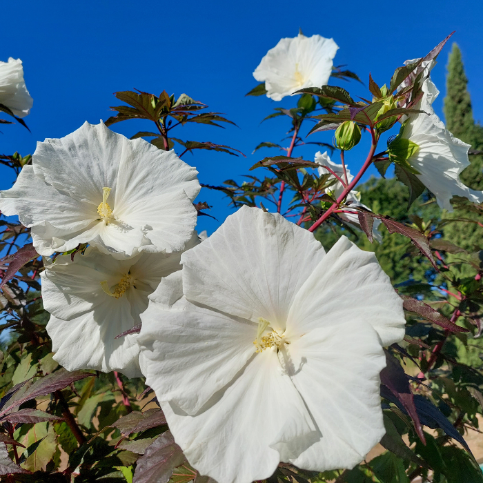 HIBISCUS Carousel Ghost ® fleurs / LAFORET - Pépinière La Forêt