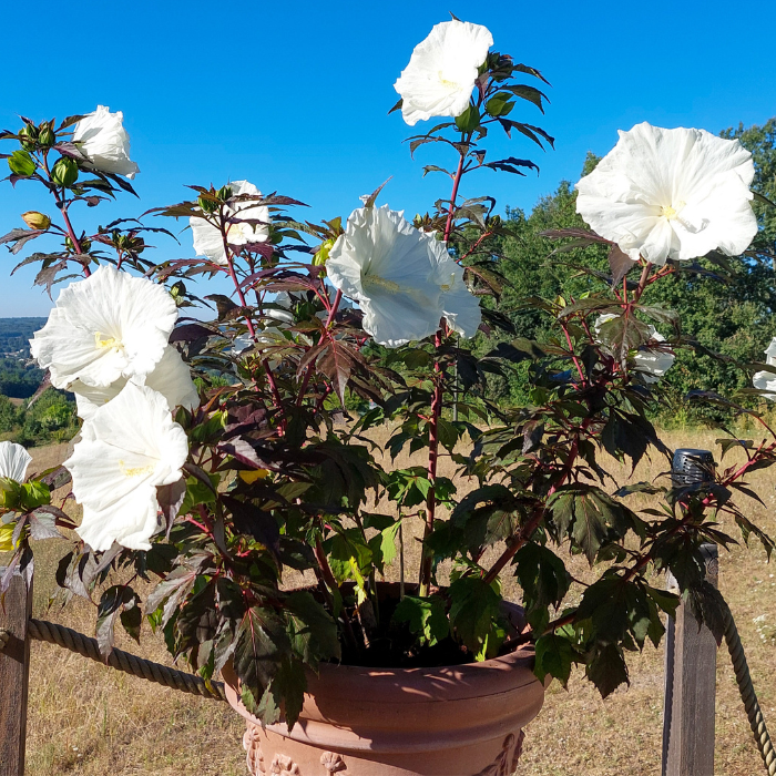 HIBISCUS Carousel Ghost ® pot / LAFORET - Pépinière La Forêt