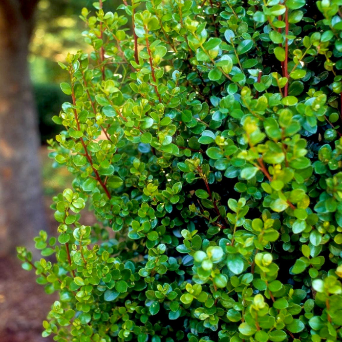MYRSINE africana feuilles / LAFORET - Pépinière La Forêt