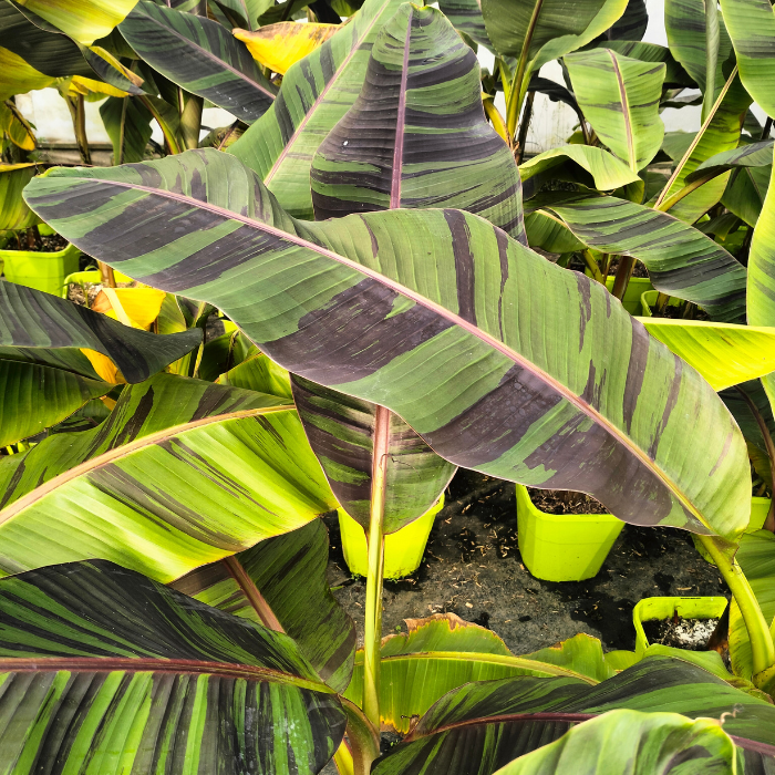 MUSA Sikkimensis Ever Red ® feuilles / LAFORET - Pépinière La Forêt