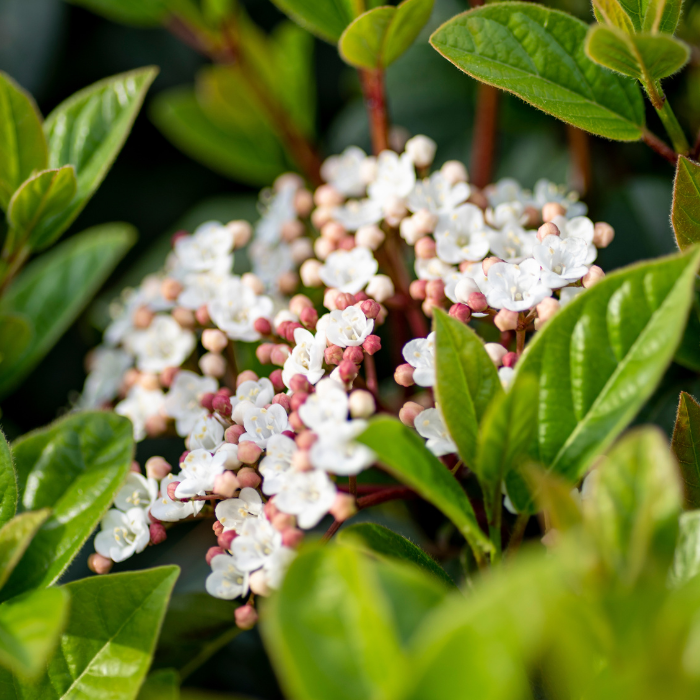 VIBURNUM odoratissimum Lucidum 1 / LAFORET - Pépinière La Forêt
