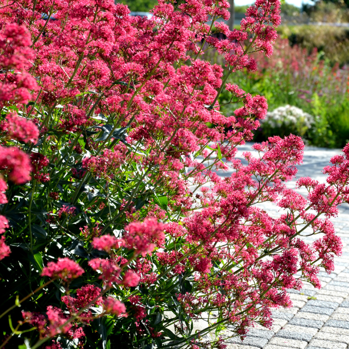 CENTRANTHUS ruber Coccineus / LAFORET - Pépinière La Forêt