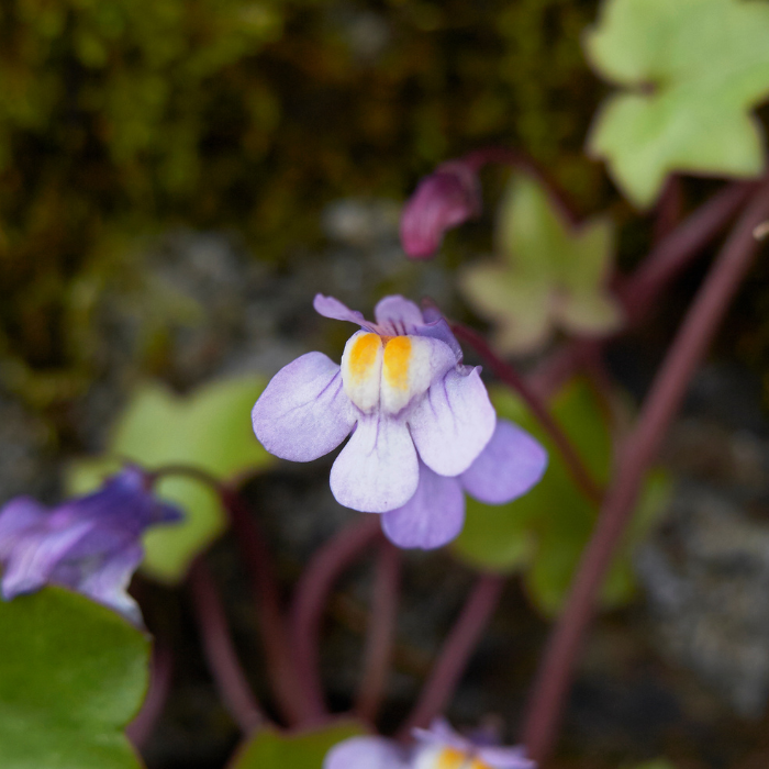 Cymbalaria muralis close / LAFORET - Pépinière La Forêt