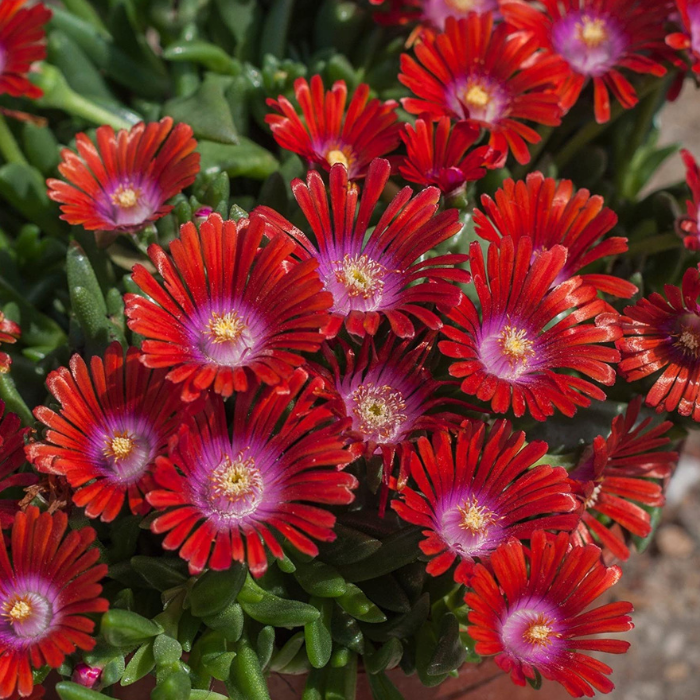 DELOSPERMA Sundella Red fleurs/ LAFORET - Pépinière La Forêt