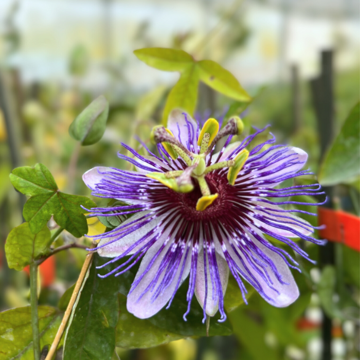 PASSIFLORA caerulea Purple Haze / LAFORET - Pépinière La Forêt