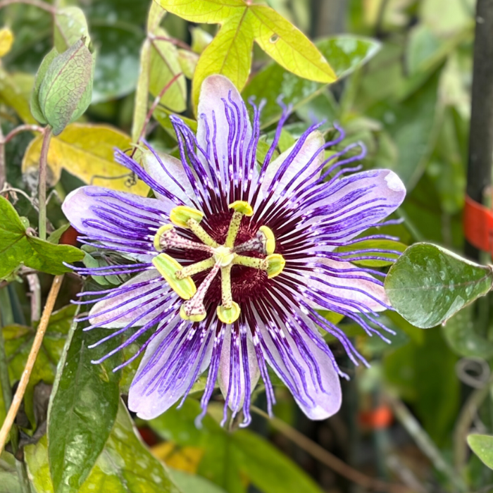 PASSIFLORA caerulea Purple Haze / LAFORET - Pépinière La Forêt