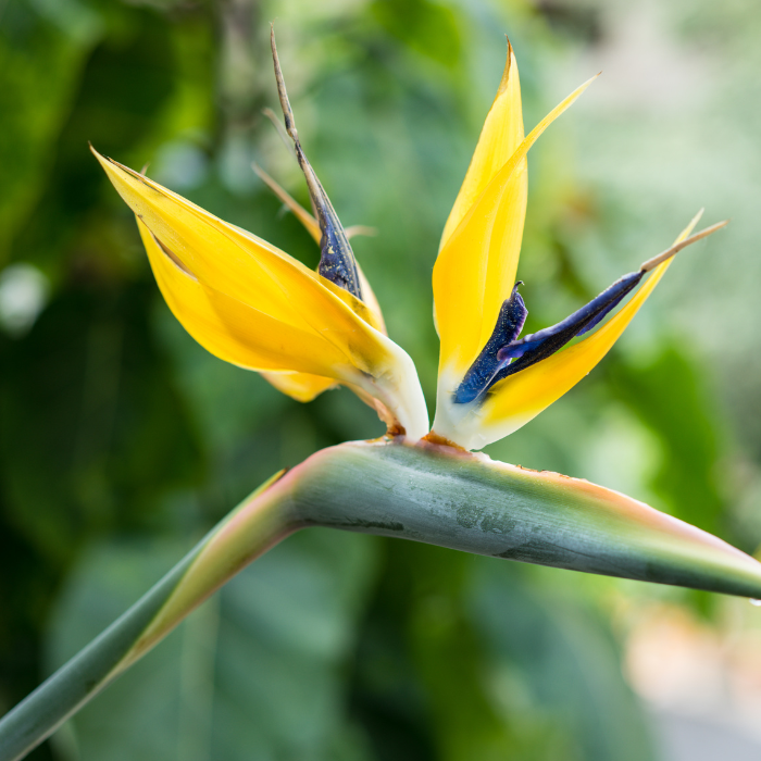 Strelitzia reginae Mandela's Gold/ LAFORET - Pépinière La Forêt