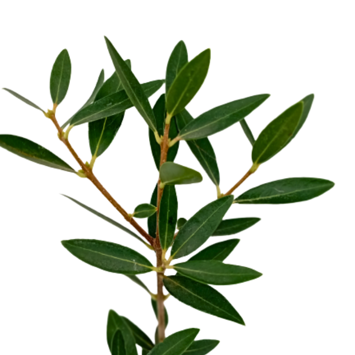 Phillyrea angustifolia Green Quick® pot - Pépinière La Forêt