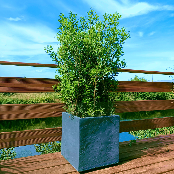 Phillyrea angustifolia Green Quick® pot - Pépinière La Forêt