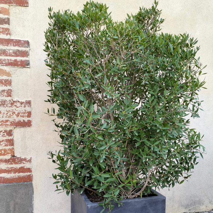 Phillyrea angustifolia Green Quick® Pépinières LAFORET - Pépinière La Forêt