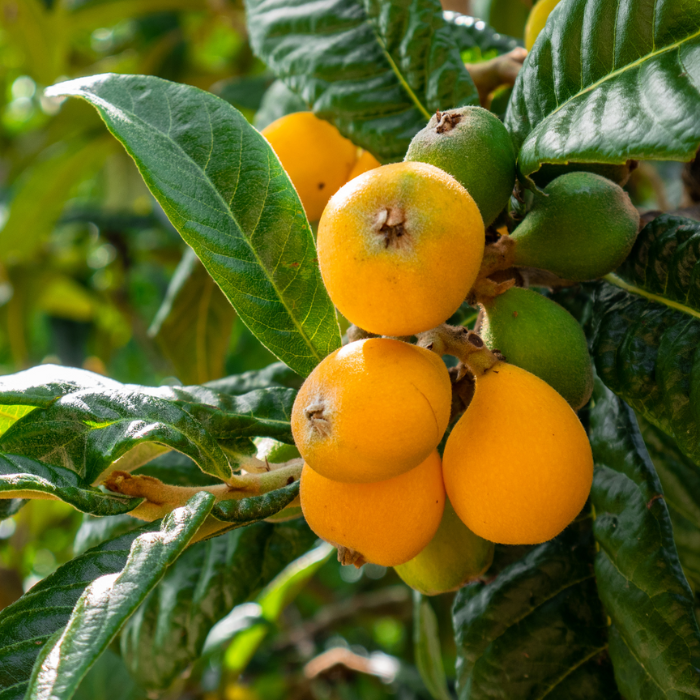 ERIOBOTRYA japonica fruits / LAFORET - Pépinière La Forêt