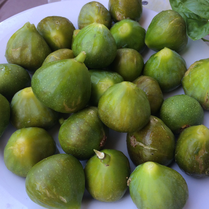 FICUS Gustis ® Ficcolino fruits / LAFORET - Pépinière La Forêt
