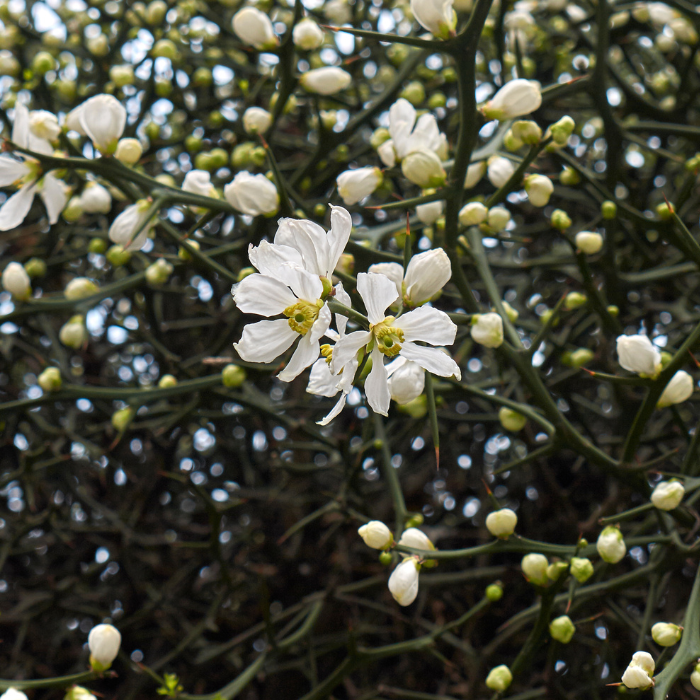 Poncirus trifoliata Pomeroy port / LAFORET - Pépinière La Forêt