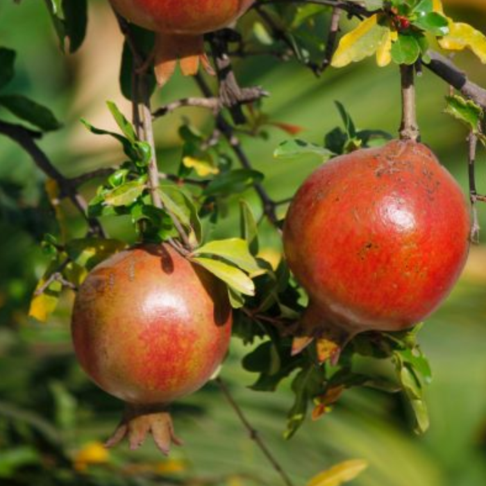 PUNICA granatum Sverkrannyi fruits/ LAFORET - Pépinière La Forêt