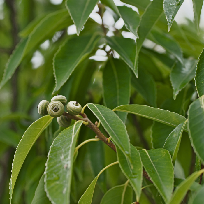 QUERCUS myrsinifolia feuilles / LAFORET - Pépinière La Forêt