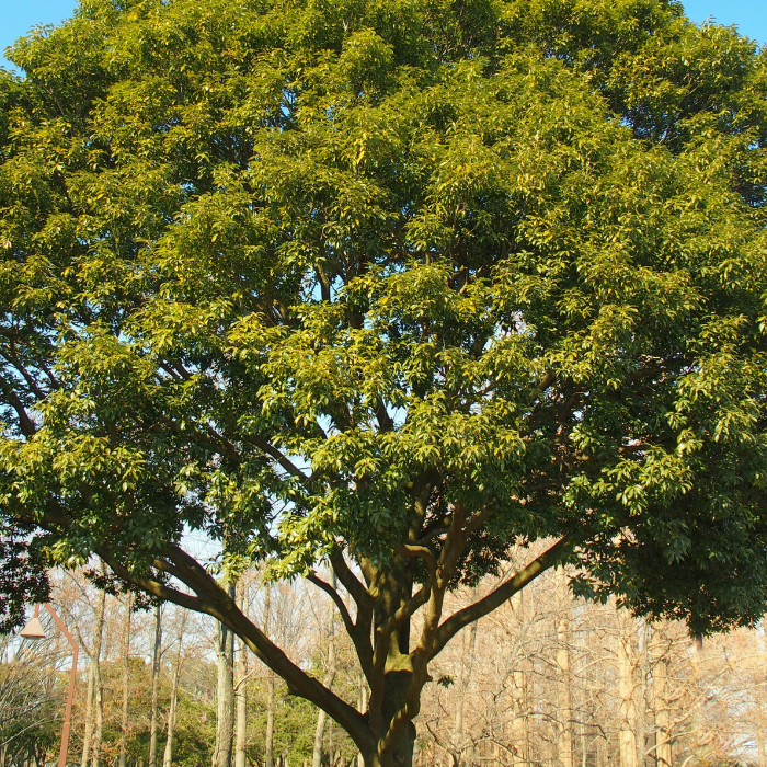QUERCUS myrsinifolia port / LAFORET - Pépinière La Forêt