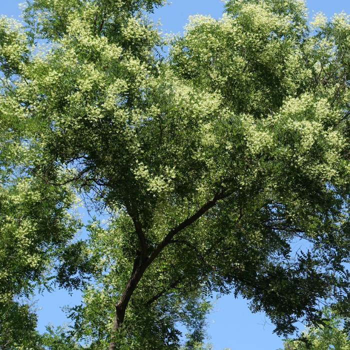 SOPHORA japonica feuilles / LAFORET - Pépinière La Forêt