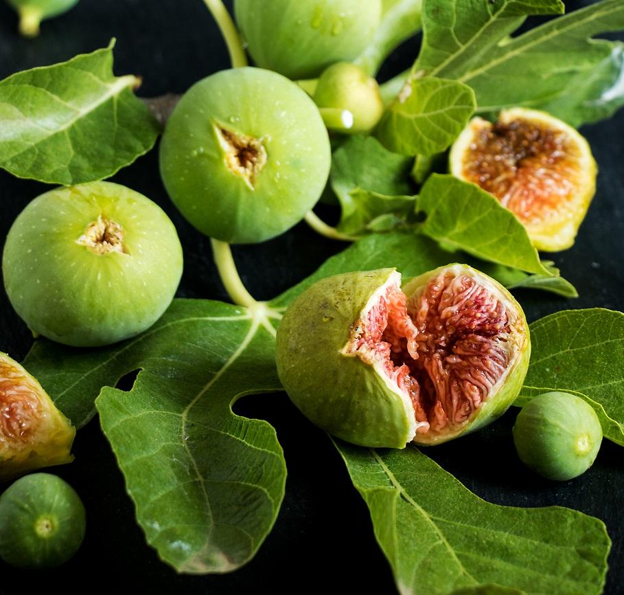 FICUS Gustis ® Ficcolino / LAFORET - Pépinière La Forêt